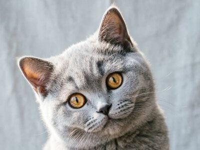 Добрые и спокойные: какие породы кошек подойдут для людей постарше