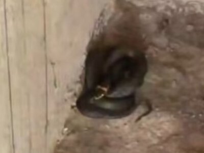  Змею обнаружили в частном доме Астаны 