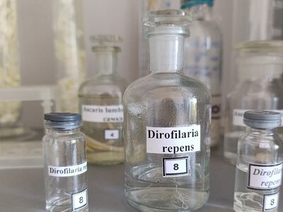 Паразит под кожей и даже в глазу: в Николаевской области зарегистрировали 77 случаев заболевания