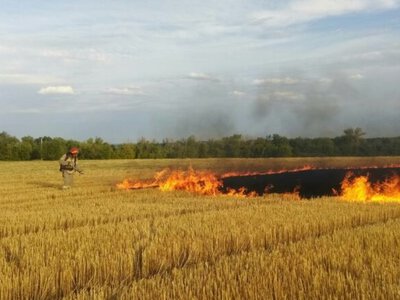 Правительство разрабатывает механизм компенсаций для аграриев, потерявших урожай из-за боевых действий
