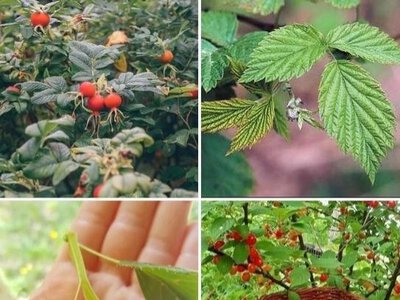 Как сделать Чай из своих трав. Сушка. Ферментация. Томление
