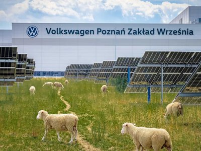 Volkswagen использует 100 овец на солнечной электростанции в Польше