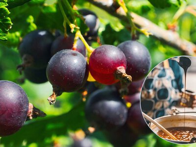 Забудьте об обычном варенье: черная смородина может стать соусом к мясу