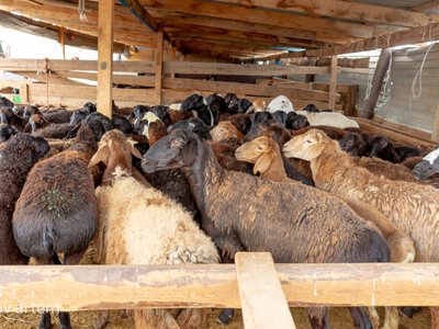  До 3,2 млн рассчитывают увеличить поголовье скота в области Жетысу 