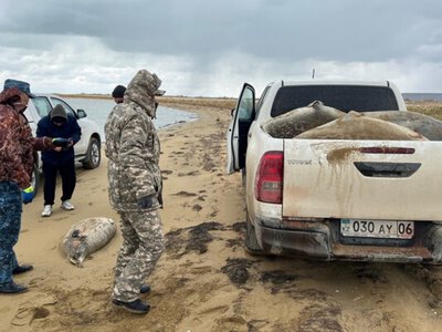Специалисты озвучили новую причину массовой гибели тюленей на берегах Каспия