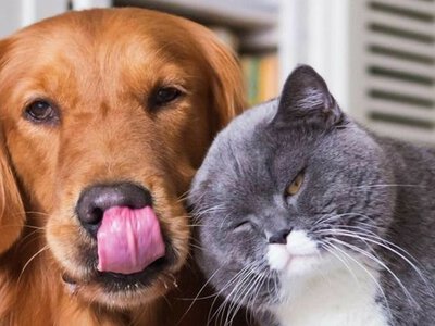 10 пород собак, которые лучше всего ладят с котами