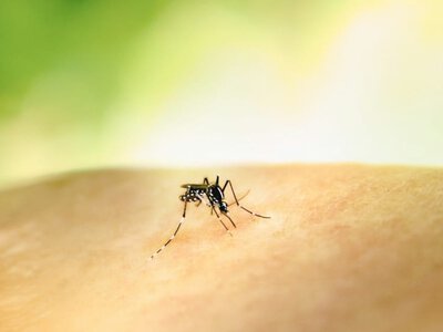 Комары как переносчики опасного вируса: что известно об угрозе для нервной системы (Видео)