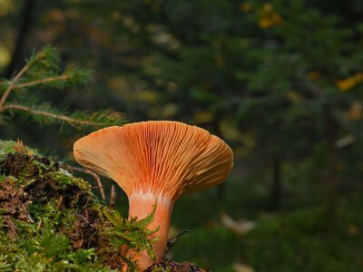Лисичек наберете целую корзину: как распознать этот гриб и где его искать