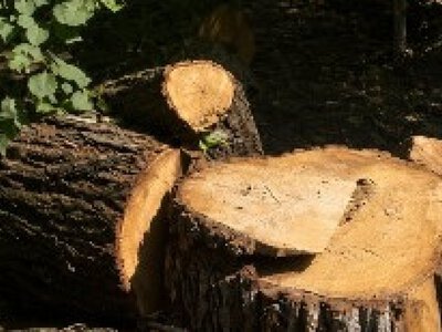  Дерево вызвало подтопление здания в Алматы 