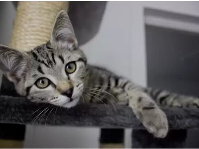 Хитрий напад милого котика на господарку розсмішив користувачів YouTube