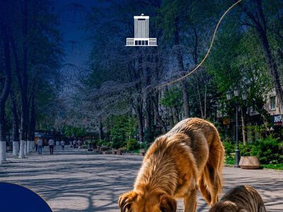 АКИМАТ ШЫМКЕНТА НАПОМИНАЕТ О ВАЖНОСТИ БЕРЕЖНОГО ОТНОШЕНИЯ К ЖИВОТНЫМ В ЖАРКУЮ ПОГОДУ