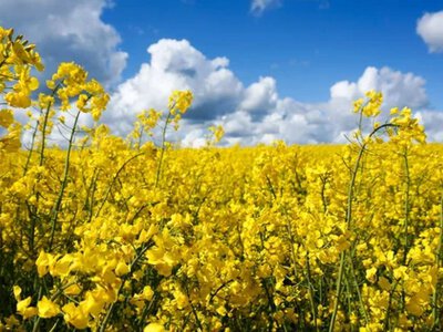 Цены на рапс продолжают расти на фоне удорожания нефти