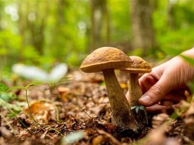 Карпаты, Полесье и Черкасская область: где собирать летние грибы в Украине