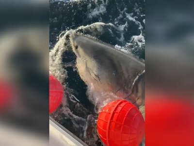 4,4 метра и более 800 килограммов: акулу-монстра заметили возле популярного среди туристов курорта