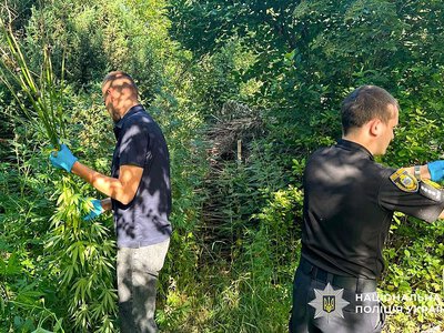 «Джентльмены» пришли за коноплей: на Николаевщине изъяли 1500 кустов и 27 кг каннабиса