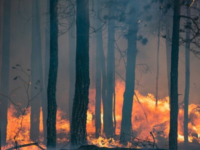 На востоке Казахстана горит резерват «Семей орманы»