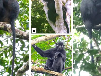 Colobus congoensis: ученые обнаружили новый вид обезьян