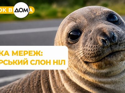 Головний хуліган Тасманії: як морський слон Ніл став улюбленцем соцмереж (відео)