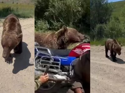  Жителей ВКО предупредили после появления медведя на дороге 
