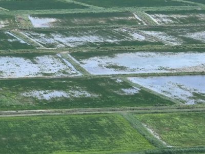  Кукуруза вместо риса: в Кызылординской области меняют структуру посевов 