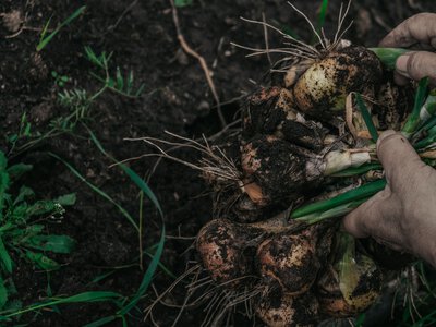 Озима цибуля буде зберігатися до весни: коли і як правильно її збирати