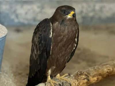  60 гнезд для соколов установят на многоэтажках Актау 