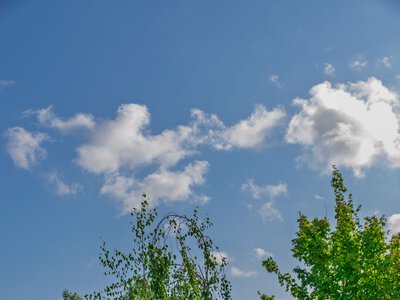 Не лише самшит: які ще рослини в саду атакує підступна вогнівка
