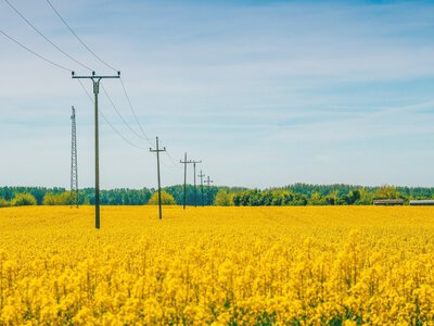 Рынок рапса реагирует на войну в Украине: цены в Европе обновили двухлетний максимум