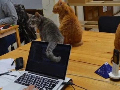 Работают, не покладая лап, уже 20 лет: ИТ-компания приняла на работу 12 кошек (фото)