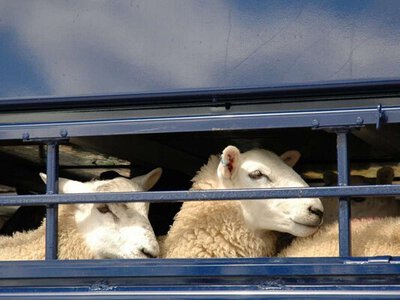 Международный комитет Красного Креста предоставляет до 65 тысяч гривен на эвакуацию производственных активов