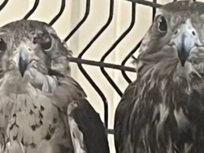  35 краснокнижных птиц нашли в незаконном питомнике в Караганде 