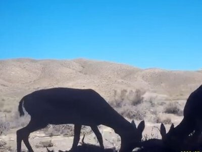  Краснокнижные джейраны устроили поединок в Чарынском нацпарке 