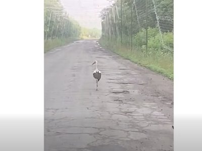 Спасена одна жизнь: украинские защитники показали трогательное видео с аистом