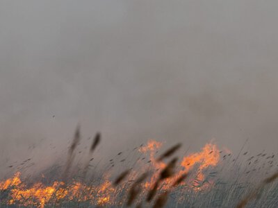  В «Семей орманы» за сутки произошло три лесных пожара 