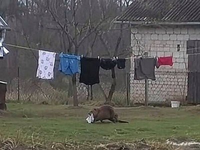 «Болотный демон»: бобер из Польши стал звездой соцсетей после кражи трусов 