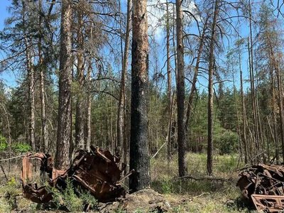 Война уничтожила почти треть лесов национального парка «Святые Горы»