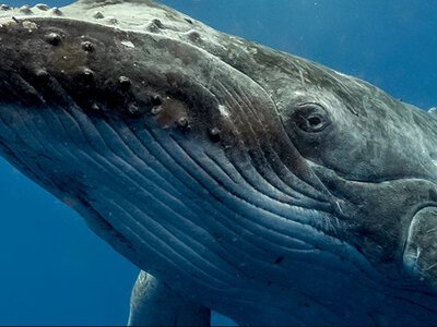 Их редко встретишь в океане: названы морские гиганты, которых люди почти полностью истребили (фото)