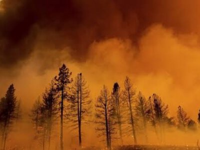 Озвучены чудовищные последствия лесных пожаров во Франции