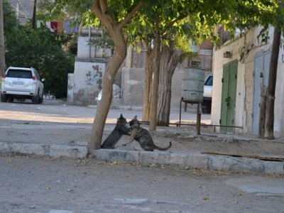 Жители в Туркменистане сообщают о массовых убийствах собак и кошек на улицах