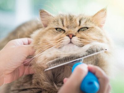 Почему кошка линяет: причины, уход и советы владельцам
