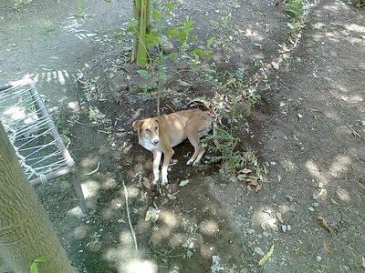 Як доглядати за домашнім улюбленцем у спеку