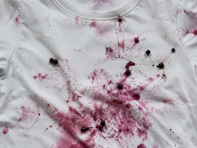 Сезон ягод без испорченной одежды! Как легко удалить пятна от шелковицы, вишни и черники