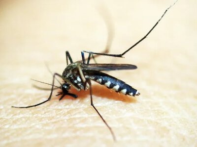 Як позбутися від комарів у квартирі: три ефективні способи