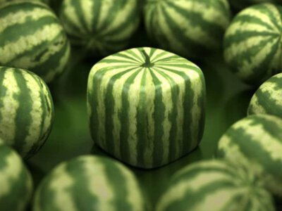 Выглядят идеально, но на вкус не очень: зачем японцы выращивают квадратные арбузы