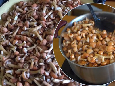 Опята из леса могут стать лучшим ужином: что с ними готовить и как не взять двойника