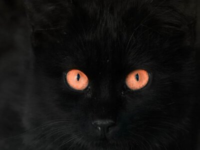 Выставила на улицу из-за лотка: в Киевской области обнаружили кошку, которую хозяйка выбросила под куст месяц назад (видео) (Видео)