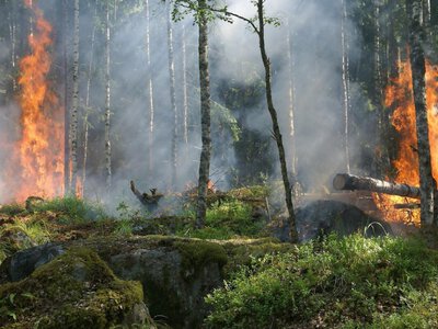  116 га земли выгорело во Франции из-за лесных пожаров 