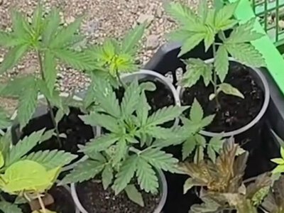  Наркоплантацию с десятками кустов конопли обнаружили на частном участке в Алматы 