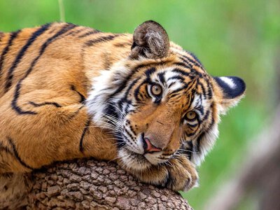 Обожают воду и пахнут попкорном: как живут самые крупные дикие кошки в мире (видео)