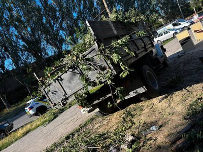 У Дніпровському районі Запоріжжя зафіксували незаконну вирубку дерев